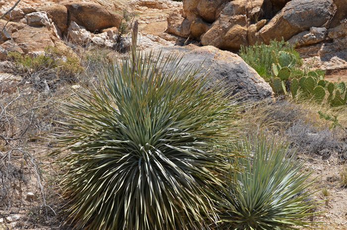 Sotol or Desert Spoon is a handsome plant, a rounded rosette shrub or subshrub with long thin green or bluish green leaves, ridged and armed with sharp spines. Dasylirion wheeleri 